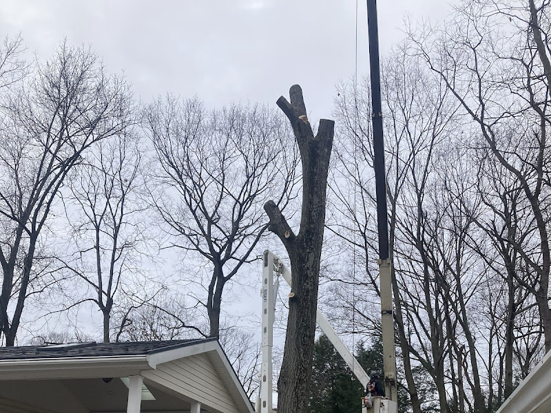 Bucket truck removing a large dead tree near a house