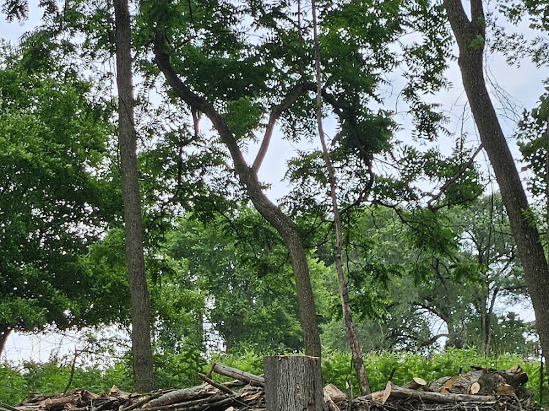 Cleared property after tree removal, brush piled and hauled