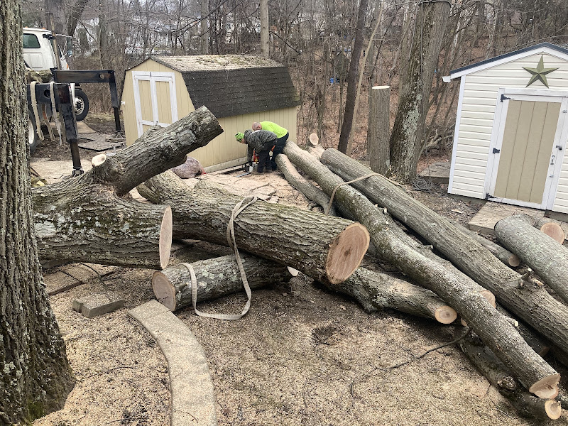 Crew rigging and cutting a large felled tree into sections