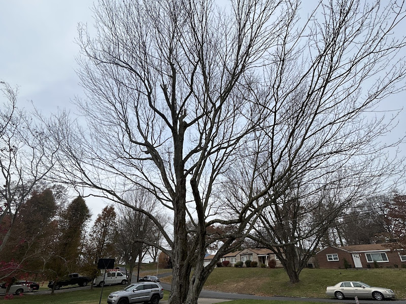 A large tree freshly trimmed and shaped on a residential property